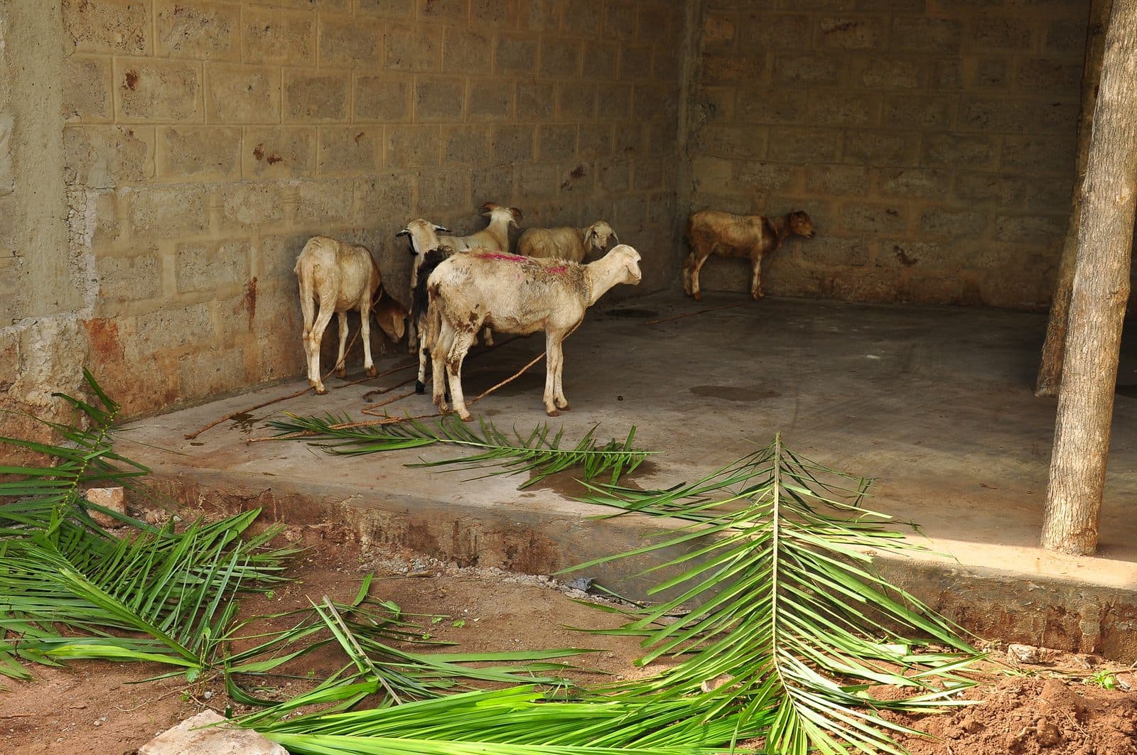 L'enclos à ruminants