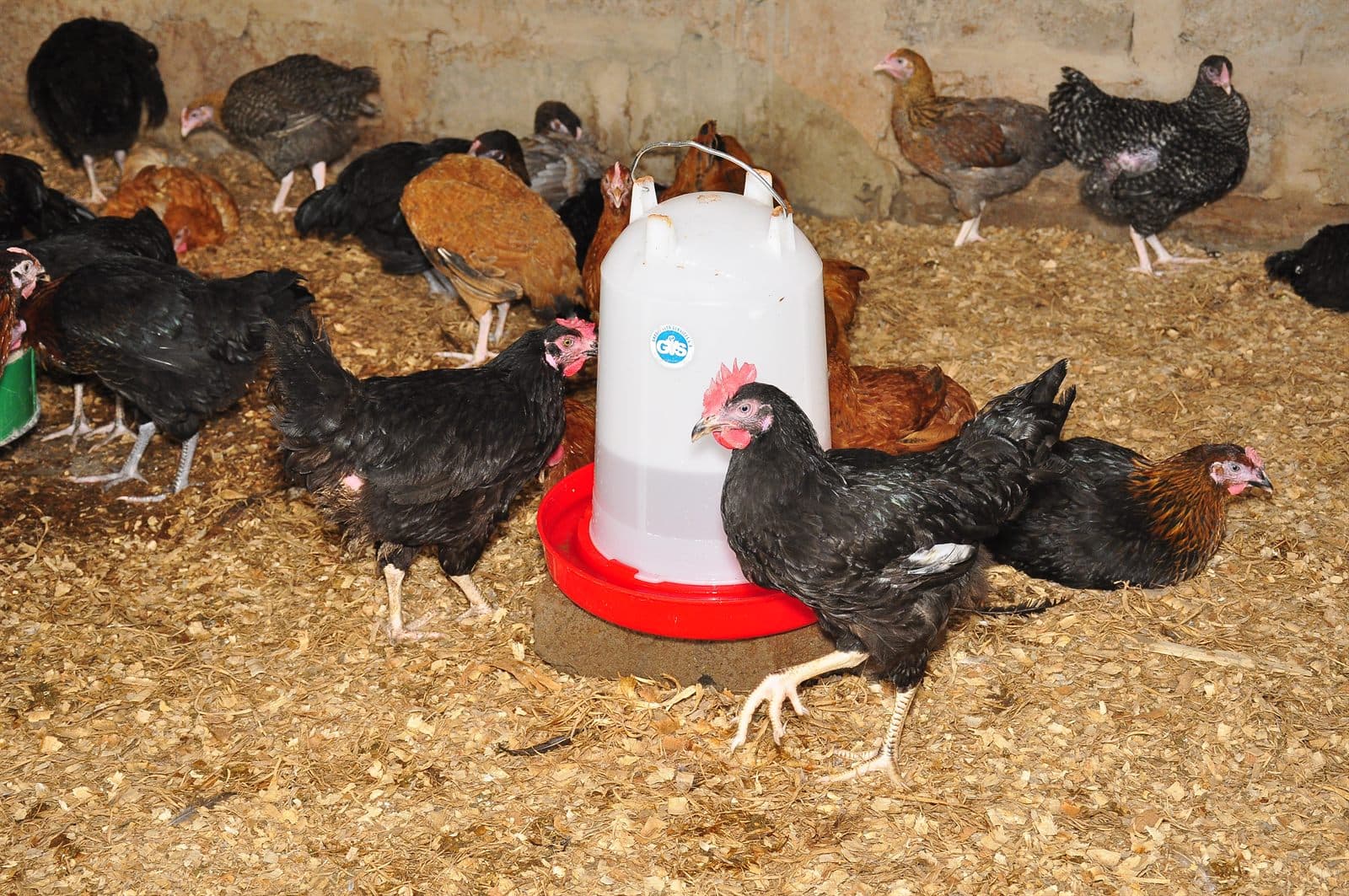 Poules Noiler dans le poulailler