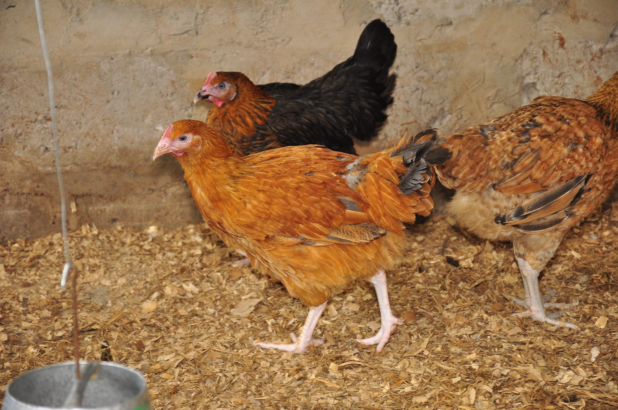 Poule Noiler adulte